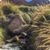 Trekking de Terma baja